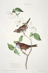 Weißkehlammer, aus Birds of America, graviert von Robert Havell (1793-1878)