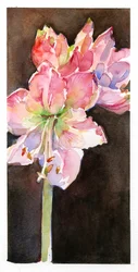Amaryllis mit braunem Hintergrund