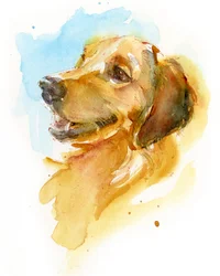 Golden Retriever, 2017