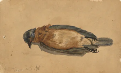 Toter Vogel