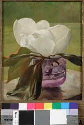 Magnolienblüte