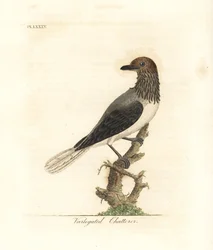 Bartglöckchen, Procnias averano (Buntgeschnatter, Ampelis variegata). Handkolorierte Kupferplatte gezeichnet und graviert von John Latham aus seiner eigenen A General History of Birds, Winchester