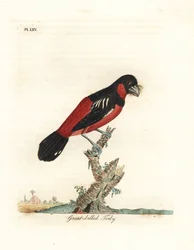 Schwarzroter Breitrachen, Cymbirhynchus macrorhynchos (Großschnabeltodi, Todus nasutus). Handkolorierte Kupferplatte, gezeichnet und gestochen von John Latham für sein eigenes Werk A General History of Birds, Winchester