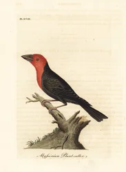 Schwarzschnabel-Bartvogel, Lybius guifsobalito (Abessinischer Pflanzenbeißer, Loxia tridactyla). Handkolorierter Kupferstich, von John Latham gezeichnet und gestochen, aus seinem eigenen Werk A General History of Birds, Winchester