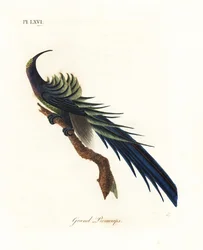 Schwarzsichelschwanz, Epimachus fastosus. Handkolorierte Kupferstichzeichnung und -gravur von John Latham aus seiner eigenen A General History of Birds, Winchester