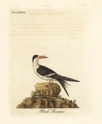 Schwarzer Scherenschnabel, Rynchops niger (Rhynchops nigra). Handkolorierter Kupferstich, gezeichnet und gestochen von John Latham für sein eigenes Werk A General History of Birds, Winchester