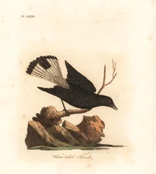 Schwarzkehl-Wheatear, Oenanthe leucura (Weißschwanzdrossel, Turdus leucurus). Handkolorierte Kupferplatte gezeichnet und graviert von John Latham aus seiner eigenen A General History of Birds, Winchester