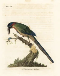Blaukrone-Motmot, Momotus momota (Brasilianischer Motmot, Momotus brasiliensis). Handkolorierte Kupferplatte gezeichnet und graviert von John Latham aus seiner eigenen A General History of Birds, Winchester
