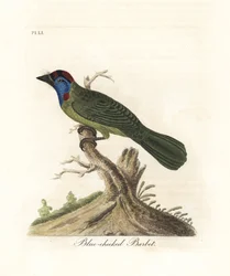 Blaukehl- oder Bergbartvogel, Psilopogon asiaticus. (Blauwangen-Bartvogel, Trogon asiaticus). Handkolorierte Kupferplatte gezeichnet und graviert von John Latham aus seiner eigenen A General History of Birds, Winchester