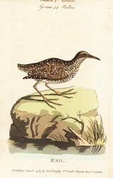 Bandralle, Gallirallus philippensis