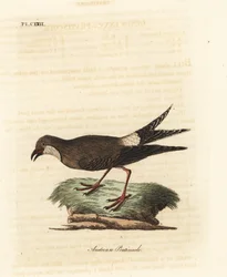Rotflügel-Brachschwalbe, Glareola pratincola. Handkolorierte Kupferstichzeichnung und -gravur von John Latham aus seinem eigenen A General History of Birds, Winchester
