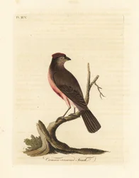 Birkenzeisig, Carduelis flammea (Crimson-crowned Fink, Fringilla flammea). Handkolorierte Kupferplatte, gezeichnet und graviert von John Latham aus seiner eigenen A General History of Birds, Winchester