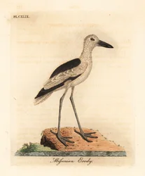 Krabbenregenpfeifer, Dromas ardeola (Abyssinischer Erdy, Ardea pondiceriana)