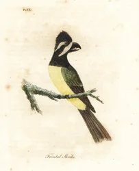 Haubenwürger, Falcunculus frontatus. Handkolorierte Kupferstichzeichnung und -gravur von John Latham aus seinem eigenen A General History of Birds, Winchester