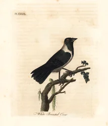 Daurische Dohle, Corvus dauuricus. Handkolorierte Kupferplatte gezeichnet und graviert von John Latham aus seiner eigenen 