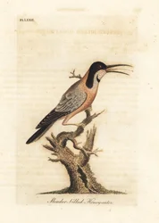 Östlicher Stachelschnabel, Acanthorhynchus tenuirostris. Australien. Handkolorierte Kupferstichzeichnung und -gravur von John Latham aus seiner eigenen A General History of Birds, Winchester