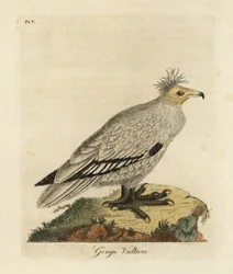 Schmutzgeier, Neophron percnopterus ginginianus. 1824 (Gravur)