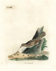 Wendehals, Jynx torquilla. Handkolorierte Kupferstichzeichnung und -gravur von John Latham aus seiner eigenen A General History of Birds, Winchester