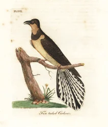 Fächerschwanzkuckuck, Cacomantis flabelliformis (Fächerschwanzkuckuck, Cuculus flabelliformis). Handkolorierte Kupferplatte gezeichnet und graviert von John Latham aus seiner eigenen A General History of Birds, Winchester