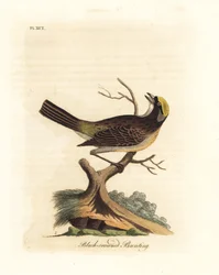 Goldkronensperling, Zonotrichia atricapilla (Schwarzkronsperling, Emberiza atricapilla). Handkolorierte Kupferplatte gezeichnet und graviert von John Latham aus seiner eigenen A General History of Birds, Winchester