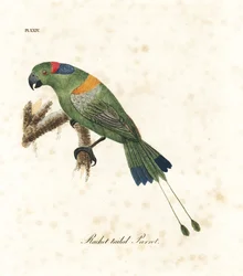 Goldmantel-Racketschwanzpapagei, Prioniturus platurus (Racketschwanzpapagei). Handkolorierte Kupferstichplatte, gezeichnet und gestochen von John Latham aus seinem eigenen Werk A General History of Birds, Winchester