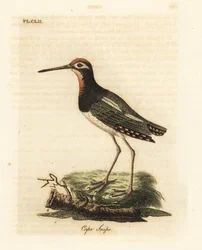 Großer Pinselsumpfläufer, Rostratula benghalensis. Handkolorierte Kupferplatte gezeichnet und graviert von John Latham aus seiner eigenen 