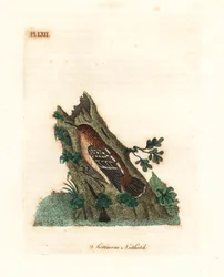 Guianischer Ameisenschlüpfer, Myrmotherula surinamensis. Handkolorierte Kupferstichzeichnung und -gravur von John Latham aus seiner eigenen A General History of Birds, Winchester