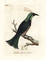 Gefranster Paradiesvogel, möglicherweise eine Hybride oder ausgestorbene Art. Handkolorierte Kupferstichzeichnung und -gravur von John Latham aus seiner eigenen A General History of Birds, Winchester