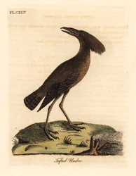 Hammerkopf, Scopus umbretta. Handkolorierte Kupferstichzeichnung und -gravur von John Latham aus seinem eigenen A General History of Birds, Winchester