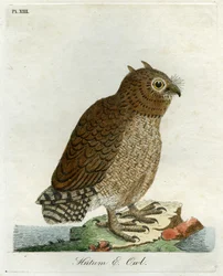 Hutum-Eule, 1821