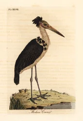 Kleiner Adjutant, Leptoptilos javanicus. Gefährdet. (Modun-Schädel.) Handkolorierter Kupferstich gezeichnet und graviert von John Latham aus seiner eigenen 