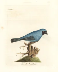 Lindo-Schmuckvogel. Vielleicht die Schwalbentangare, Tersina viridis, jedoch mit blauer statt weißer Körperunterseite. Handkolorierte Kupferplatte, gezeichnet und gestochen von John Latham für sein eigenes Werk A General History of Birds, Winchester