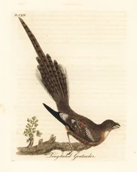 Langschwanz-Nachtschwalbe, Caprimulgus climacurus (Langschwanz-Ziegenmelker). Handkolorierte Kupferstichplatte, gezeichnet und gestochen von John Latham aus seinem eigenen Werk A General History of Birds, Winchester