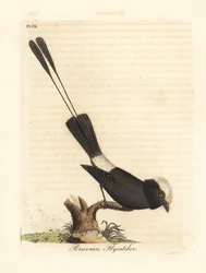 Langschwanztyrann, Colonia colonus (Peruanischer Fliegenschnäpper, Le Colon)