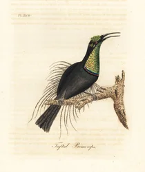 Prächtiger Gewehrvogel, Ptiloris magnificus (Büschelpromerops). Gezeichnet nach einem Exemplar im Bullock