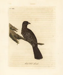 Neuseeland Südinsel Piopio, Turnagra capensis. Ausgestorben. (Dickschabeldrossel, Turdus crassirostris.) Handkolorierte Kupferplatte gezeichnet und graviert von John Latham aus seiner eigenen 