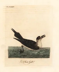 Schmarotzerraubmöwe, Stercorarius parasiticus. Handkolorierte Kupferstichzeichnung und -gravur von John Latham aus seinem eigenen A General History of Birds, Winchester