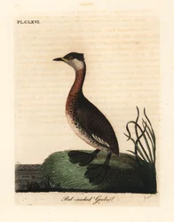 Rothalstaucher, Podiceps grisegena (Podiceps rubricollis). Handkolorierte Kupferplatte, gezeichnet und graviert von John Latham aus seiner eigenen A General History of Birds, Winchester
