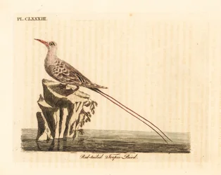 Rotschwanz-Tropikvogel, Phaethon rubricauda (Phaeton phoenicurus). Handkolorierte Kupferstichtafel, gezeichnet und gestochen von John Latham für seine eigene A General History of Birds, Winchester