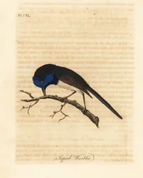 Rotflügel-Fee, Malurus elegans. Handkolorierte Kupferstichzeichnung und -gravur von John Latham aus seinem eigenen A General History of Birds, Winchester