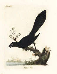 Glattbilled Ani oder Kleiner Ani, Crotophaga ani. Handkolorierter Kupferstich gezeichnet und graviert von John Latham aus seiner eigenen 