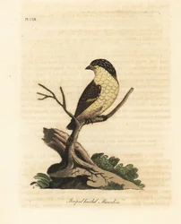 Gestreifter Pardalote, Pardalotus striatus (Gestreifter Manakin, Pipra striata)