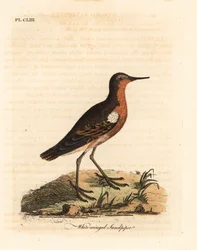 Tahitianischer Sandläufer, Prosobonia leucoptera. Ausgestorben. (Weißflügeliger Sandläufer, Tringa leucoptera.) Handkolorierter Kupferstich gezeichnet und graviert von John Latham aus seiner eigenen 