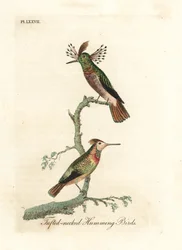 Schopfkolibris, Lophornis ornatus (Schopfhalskolibris, Trochilus ornatus). Männchen und Weibchen. Handkolorierte Kupferstichplatte, gezeichnet und gestochen von John Latham aus seinem eigenen Werk A General History of Birds, Winchester