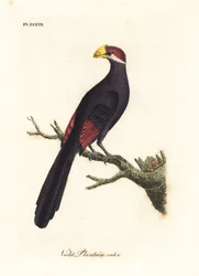 Violetter Turako oder violaceus Bananenfresser, Musophaga violacea. Handkolorierte Kupferplatte gezeichnet und graviert von John Latham aus seiner eigenen A General History of Birds, Winchester