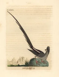 Weißrückige Mausvogel, Colius colius (Weißrückige Coly, Colius leuconotus). Handkolorierte Kupferplatte, gezeichnet und graviert von John Latham aus seiner eigenen A General History of Birds, Winchester