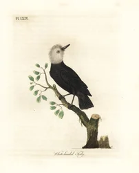 Weißkopf-Marschtyrant, Arundinicola leucocephala (Weißkopf-Tody, Todus leucocephalus). Handkolorierte Kupferplatte, gezeichnet und graviert von John Latham aus seiner eigenen A General History of Birds, Winchester