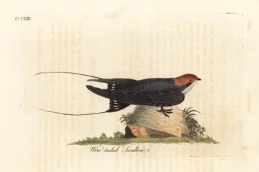Drahtschwanz-Schwalbe, Hirundo smithii. Handkolorierte Kupferstichzeichnung und -gravur von John Latham aus seinem eigenen A General History of Birds, Winchester