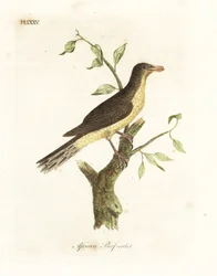 Gelbschnabel-Madenhacker, Buphagus africanus. Handkolorierte Kupferstichzeichnung und -gravur von John Latham aus seiner eigenen A General History of Birds, Winchester