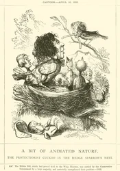 Ein Stück belebte Natur, der Protektionist Kuckuck im Nest der Hecken-Spatzen